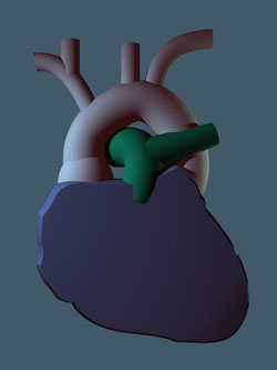illustrazione medica cuore libro editoria